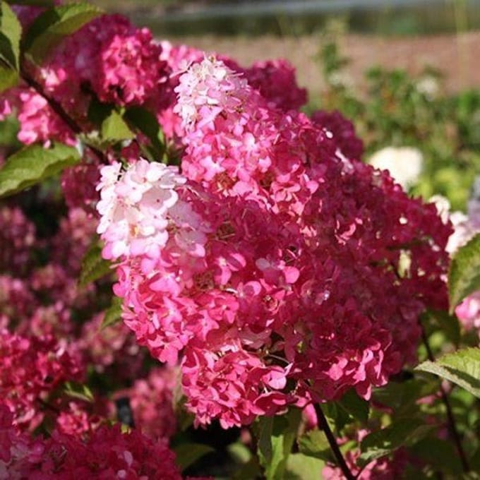 1x Hydrangea paniculata 'Fraise Melba'® - Hortensia - Planthoogte 30-40 cm in pot