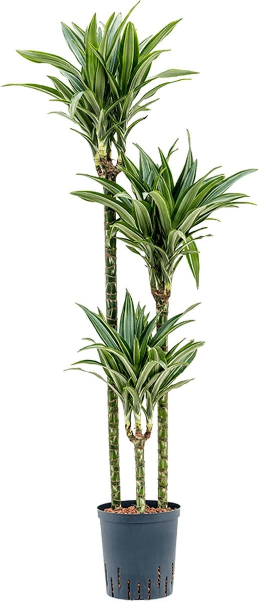 Hydroplant Dracaena Fragrans Ulises