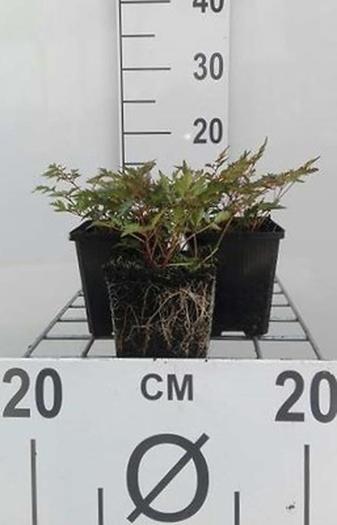 6x Pluimspirea - Astilbe (s) 'Hennie Graafland' | 9x9 cm pot