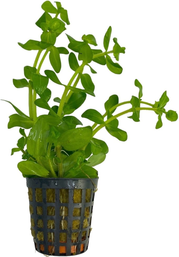 Moerings Bacopa Amplexicaulis | Grofbladige bacopa | in 5 cm pot