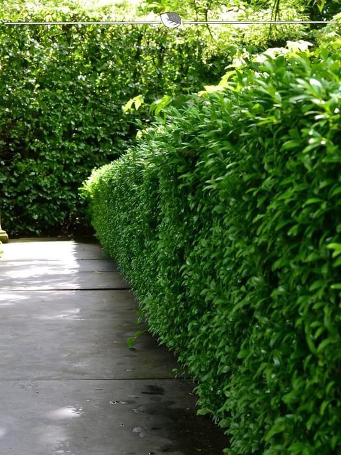 Laurier Prunus Novita 80-100 cm, 25x Haagplant
