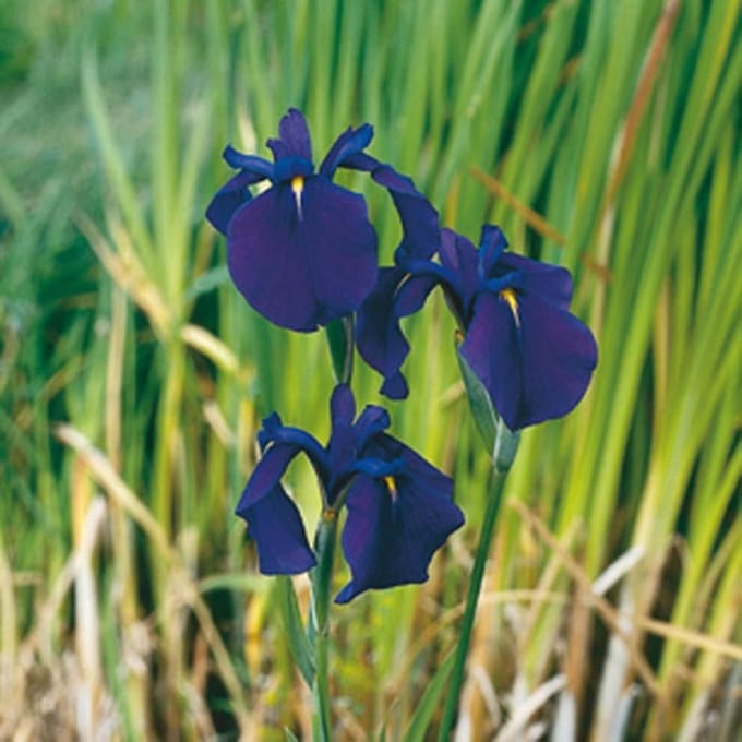 Moerings Iris kaempferi Variegata | Water Iris | In 25CM Mand Kant en Klaar
