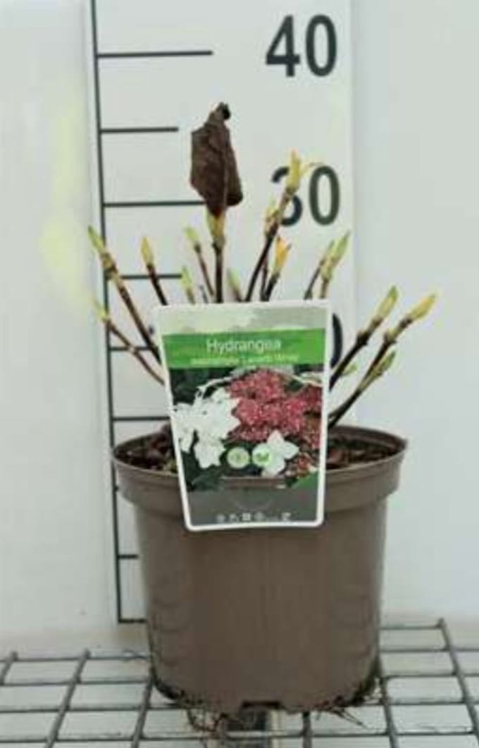 2 x Hydrangea macr. 'Lanarth White' - Boerenhortensia, Bolhortensia 25- 30 cm in pot