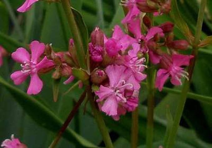 6x Koekoeksbloem - Lychnis visc. 'Splendens' | 9x9 cm pot