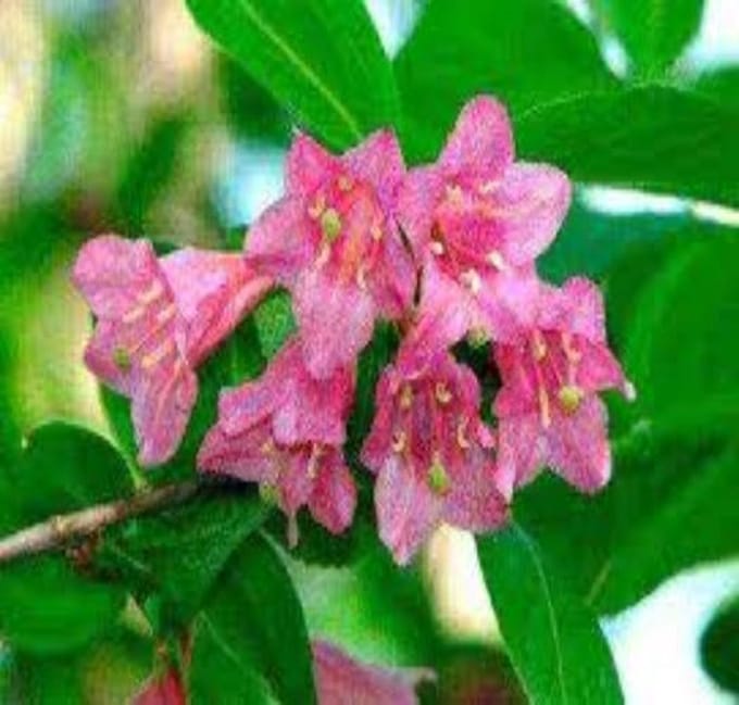 Weigela praecox 'Bouquet Rose', 2 liter pot