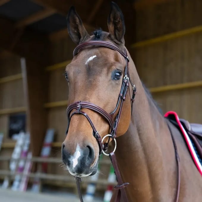 Gekruiste paardenneusriem Jump'In Evolution Origin