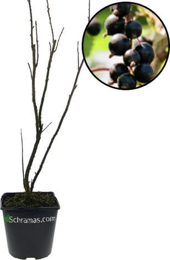Ribes nigrum 'Titania' zwarte aalbes, 9 cm potbes