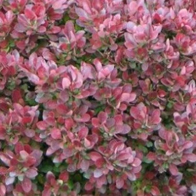 Berberis Thunbergii 'Bagatelle' - Zuurbes 15-20 cm pot