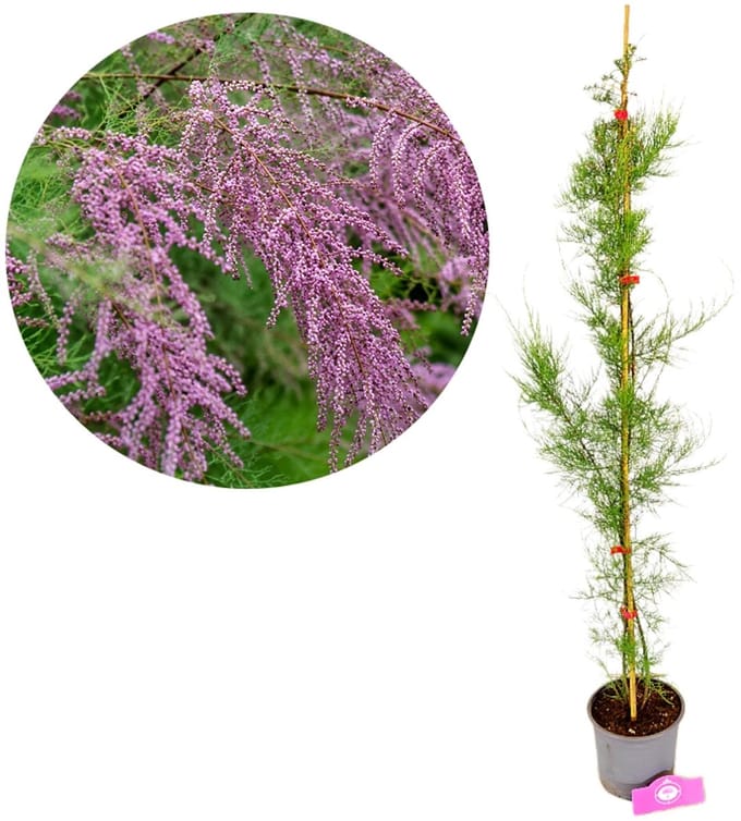 Tamarix tetrandra, Tamarisk, Hoogte 80-100cm, 2 liter pot