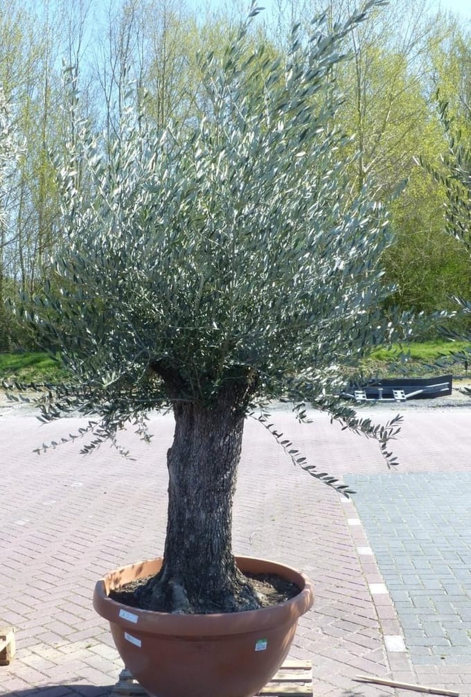 Warentuin natuurlijk - Olijfboom Olea stamhoogte 80 cm en boomhoogt...
