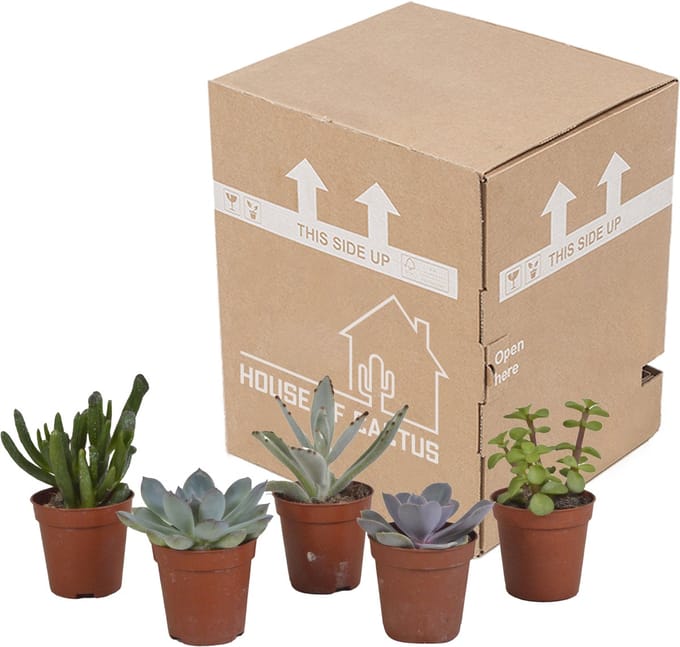 Vetplanten mix 5,5 cm | 5 stuks