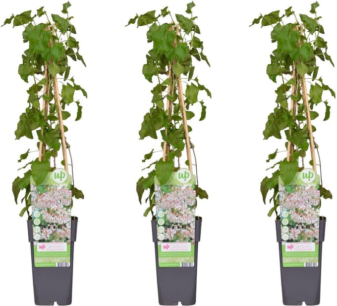 3x - Fallopia baldschuanica - ↨65cm - Ø15