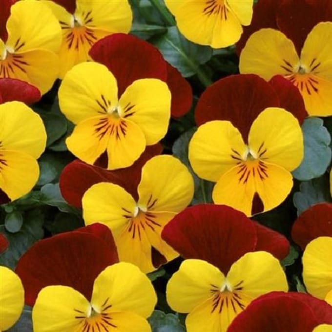 Violen Twix Yellow Red Wing