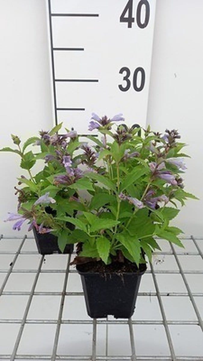 6x Kattekruid - Nepeta subs. 'Washfield' | 9x9 cm pot