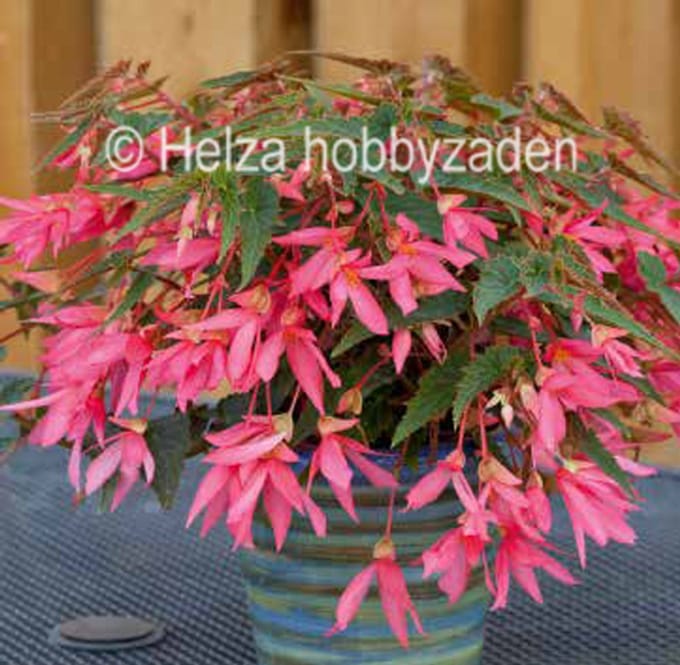 Begonia La Paz F1 Rose ca 25 zaden