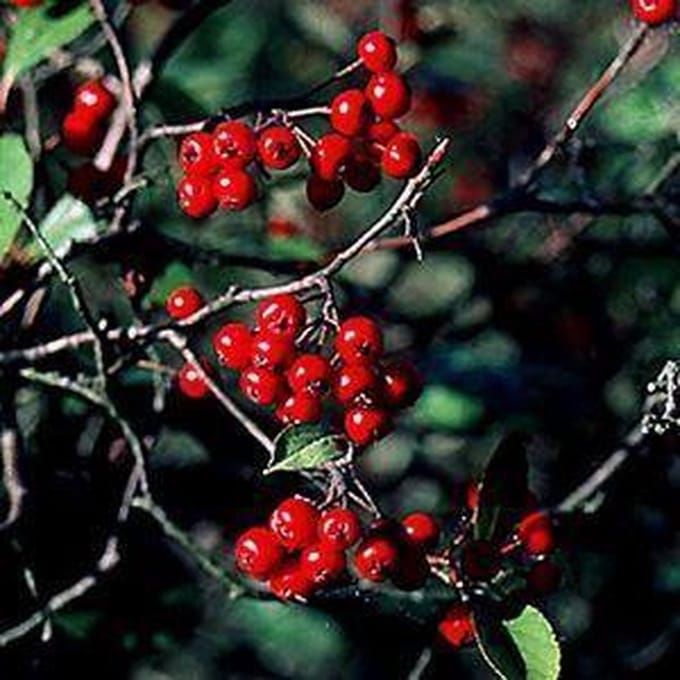 ARONIA ARBUTIFOLIA 'BRILLIANT' - Zwarte appelbes 40 - 60 cm in pot