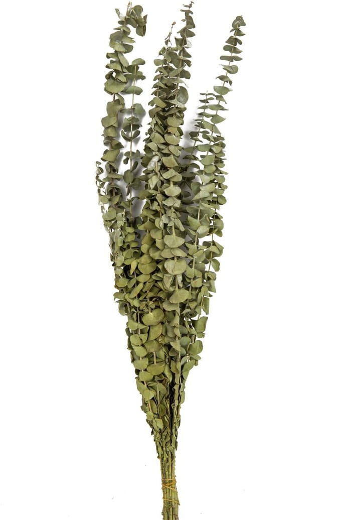 ARTYFETES - 15 gedroogde eucalyptus takken 150 g 66 cm bruiloft decoratie