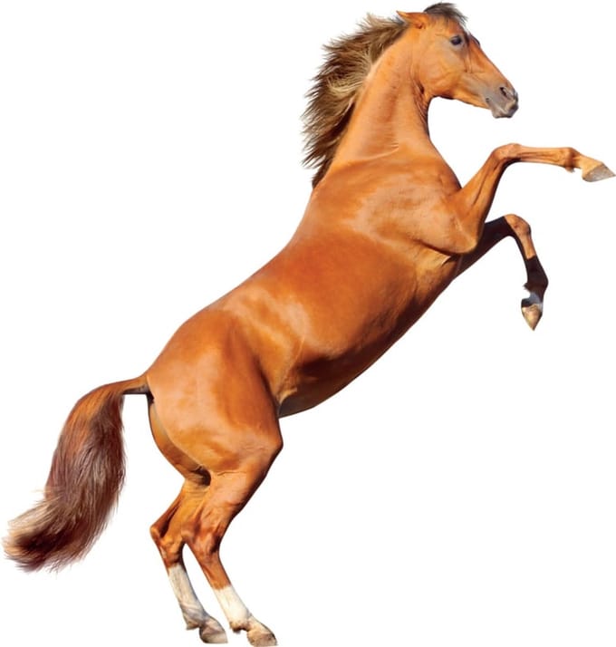 Muursticker Stijgerend Paard