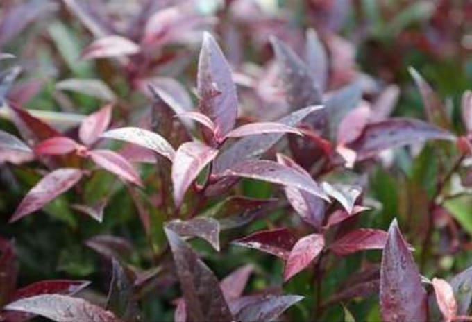 Leucothoe 'Zeblid' ('scarletta') - Druifheide 30- 40 cm in pot