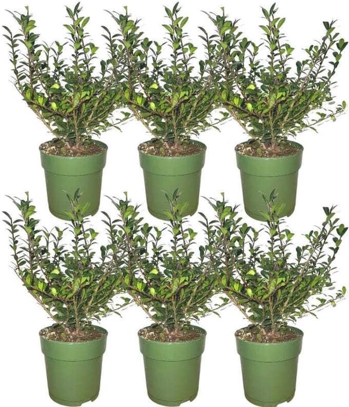 Hulststruiken Set - Groene Bodembedekkers - Tuin Decoratie - Compacte Groeiwijze - 6 Stuks 12cm Pot - Donkergroen