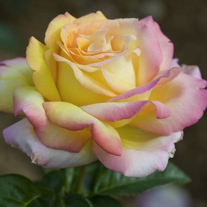 Rosa 'Peace'® - Prachtige rozen voor in uw tuin