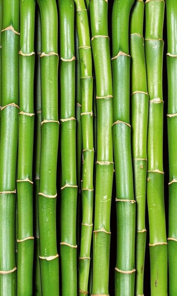 Fotobehang - Bamboo 150x250cm - Vliesbehang