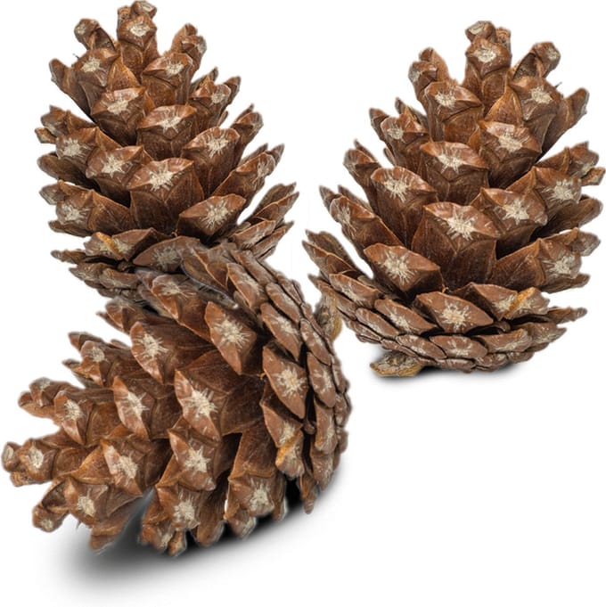 Back Zoo Nature Forest Pine Cones - Natuurlijk Speelgoed - 6 stuks