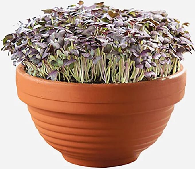 Buzzy® Microgreens Terracotta schaal - keuken - kweek