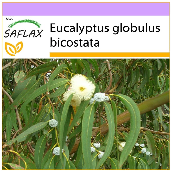 SAFLAX - Tasmaanse Bluegum - 100 zaden - Eucalyptus globulus