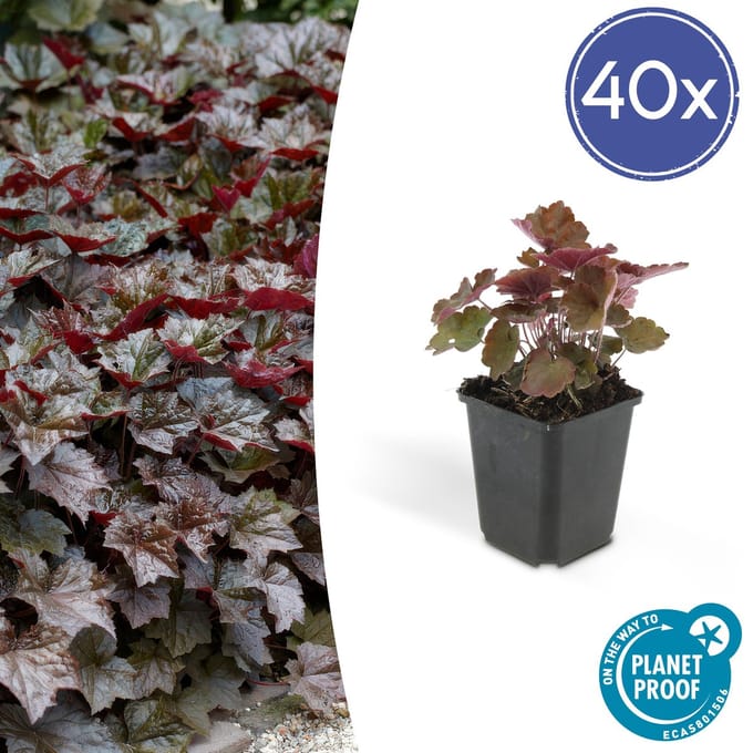 Green Harmony| Heuchera mic. 'Palace Purple' - 25cm - Ø9cm