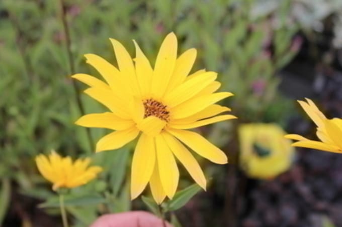12 x Helianthus 'Lemon Queen' - Zonnebloem pot 9x9cm