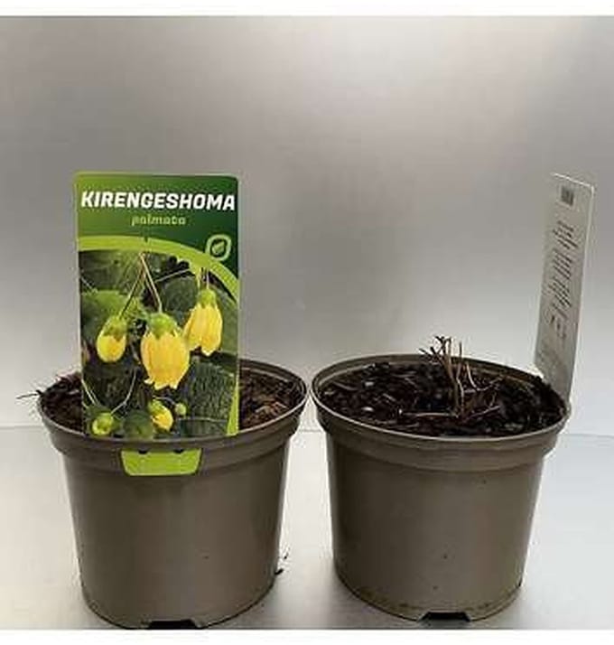 6x Japanse wasbloem - Kirengeshoma palmata | 9x9 cm pot