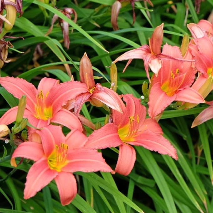 Hemerocallis 'Pink Damask' - Daglelie - Wortelgoed - 5 stuks