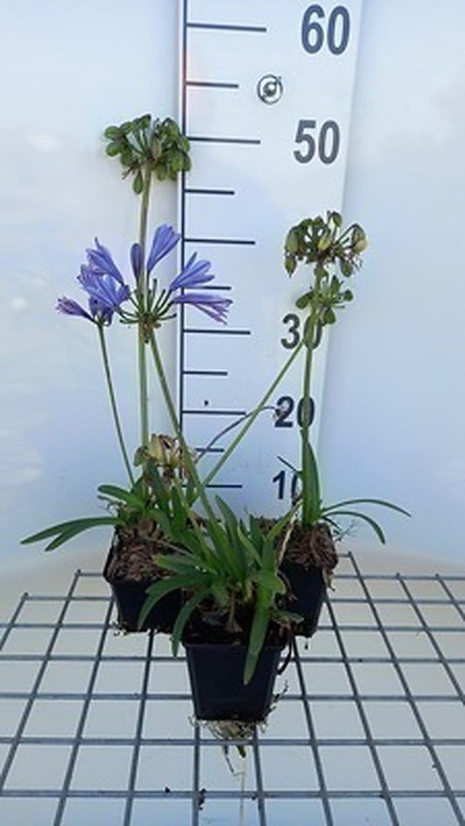 6x Afrikaanse lelie - Agapanthus hybr. 'Charlotte'® | 9x9 cm pot
