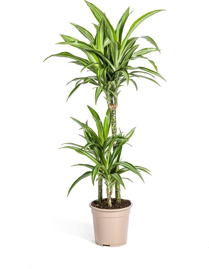 Green Harmony | Dracaena Deremensis White Stripe Ø21cm - 100cm