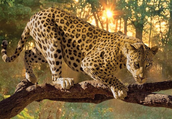 Fotobehang Leopard | XL - 208cm x 146cm | 130g/m2 Vlies