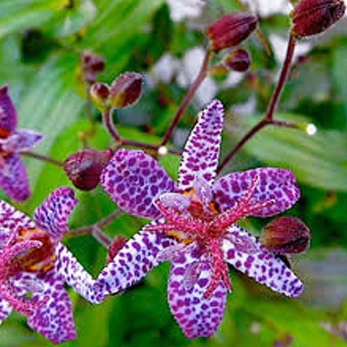 6 x Tricyrtis Hirta - Paddelelie pot 9x9cm