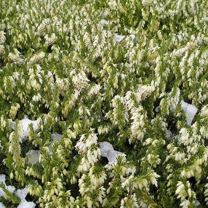 Erica darleyensis - winterheide 10-12 cm pot