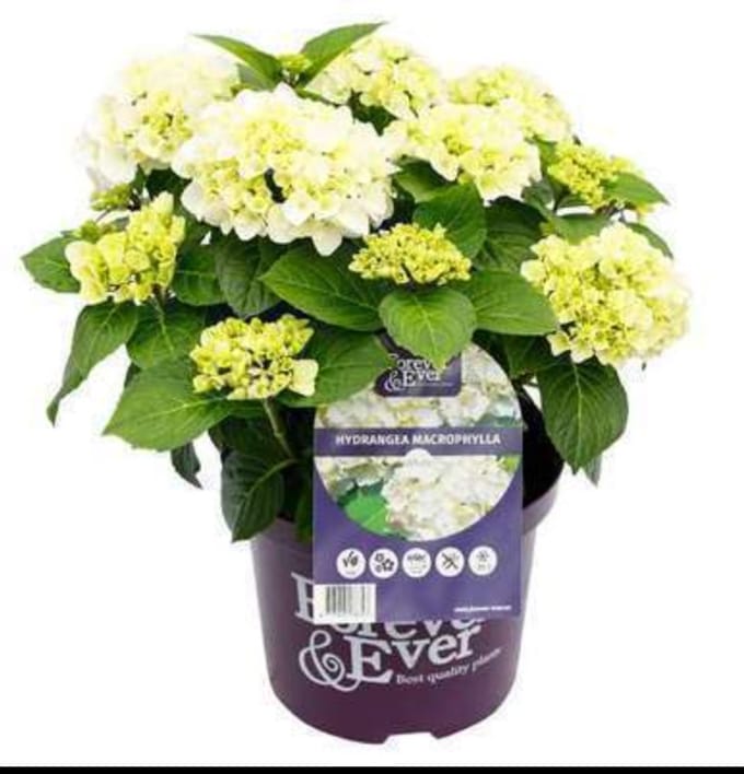 Hydrangea macr. wit/blanc - Hortensia 40- 60 cm in pot