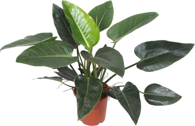 Green Harmony | Congo Green - Ø27cm - 90cm