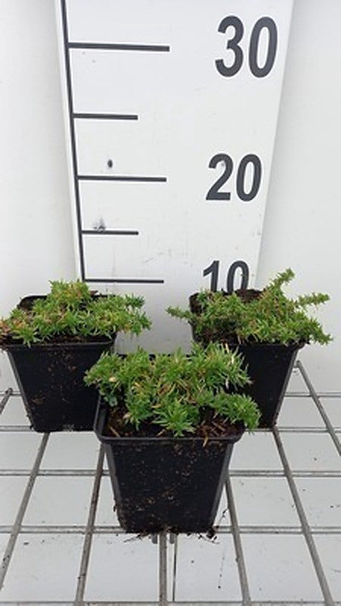 6x Vlambloem - Phlox (d) 'Red Admiral' | 9x9 cm pot