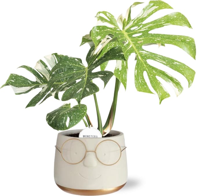 Green Harmony| Monstera Thai Constellation in Pot Bril D16x11,5cm - Goud