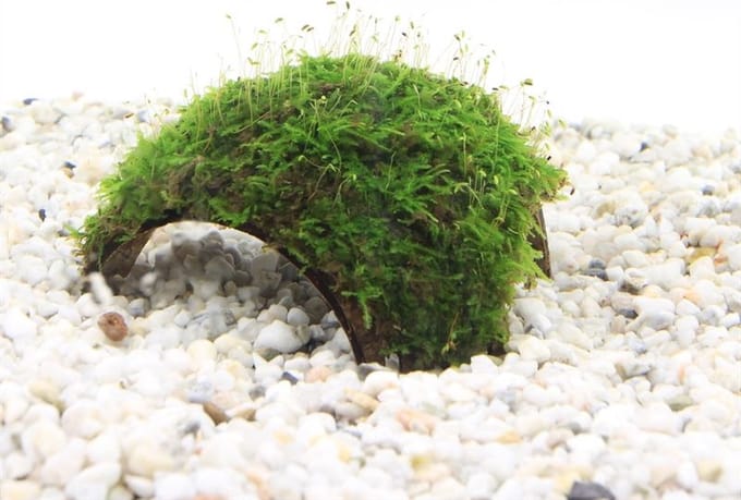 Moerings 3-gaats cocosnoot met javamos Waterplant