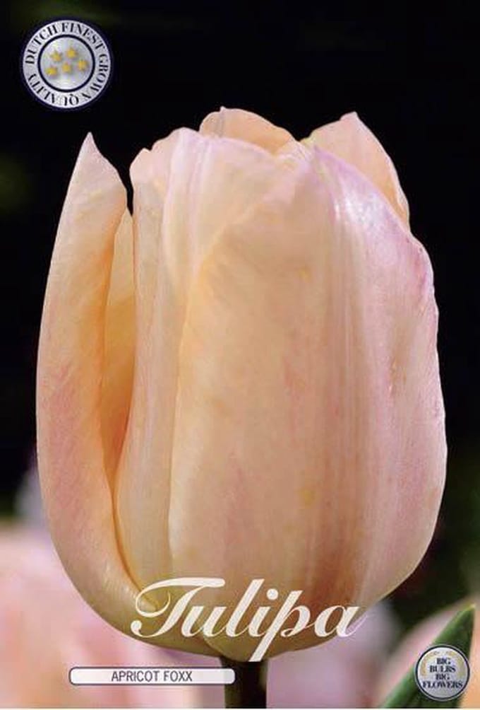Apricot Foxx Triumph Tulpenbollen Bolmaat 12+ 10 Bloembollen