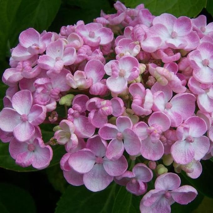 Hydrangea Macrophylla 'Ayesha' - Hortensia 25-30 cm in pot