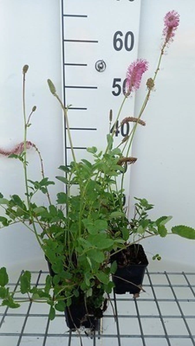 6x Sanguisorba - Sanguisorba obtusa | 9x9 cm pot
