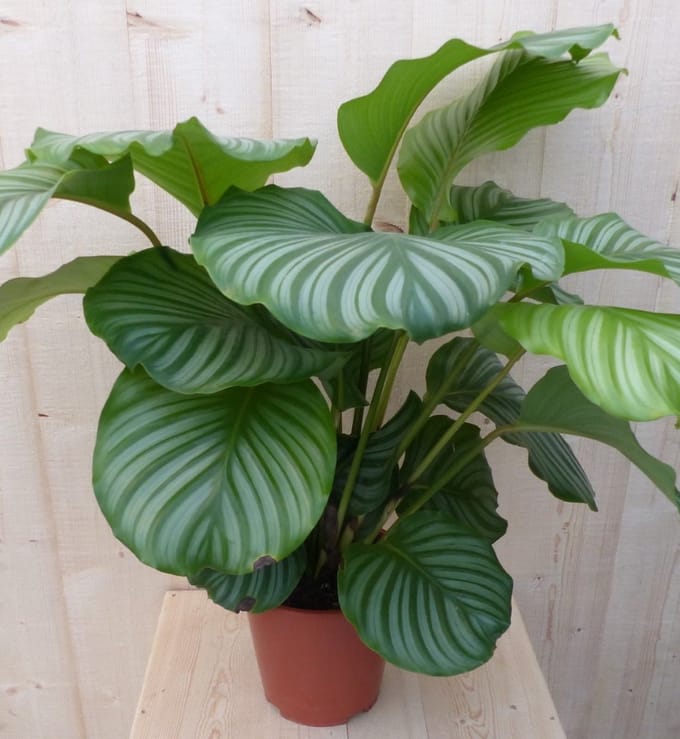 Warentuin natuurlijk - Calathea Orbifolia Pauwenplant groot groen b...