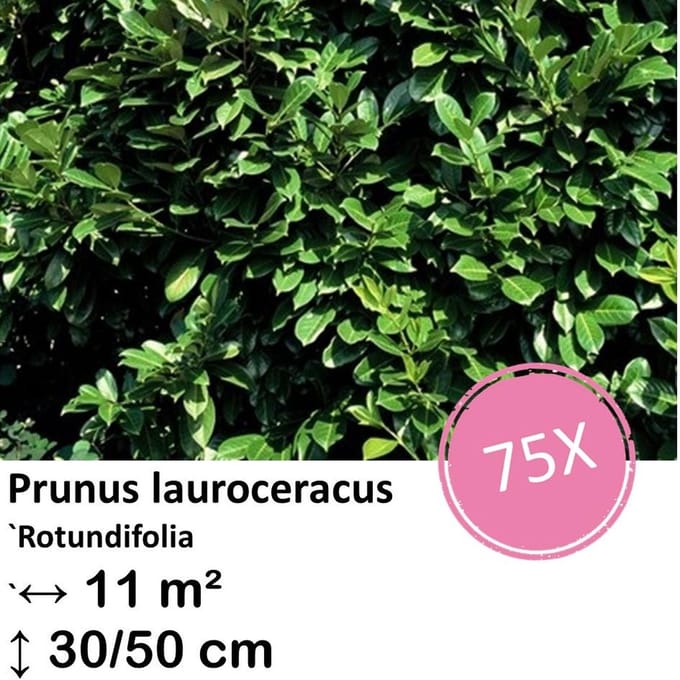 Green Harmony| Prunus lauroceracus `Rotundifolia`- 30-50cm - kale wortel