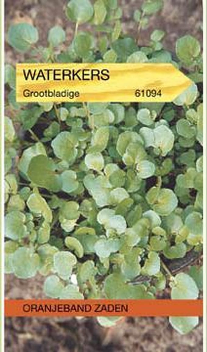 Waterkers, Groodbladig