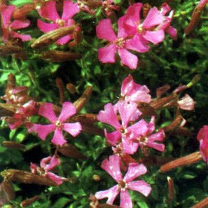 6 x Silene Schafta - Lijmkruid pot 9x9cm
